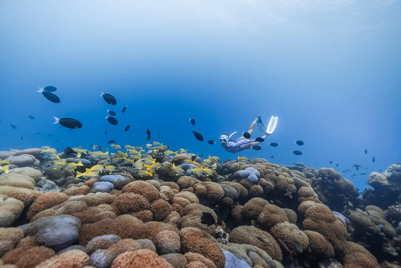 Snorkelling Excursions
