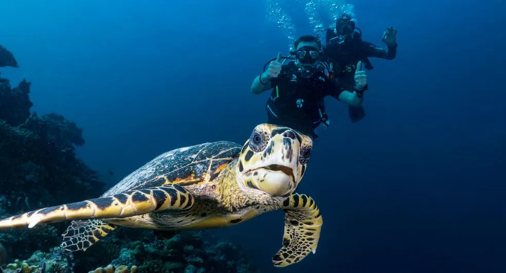 Diving