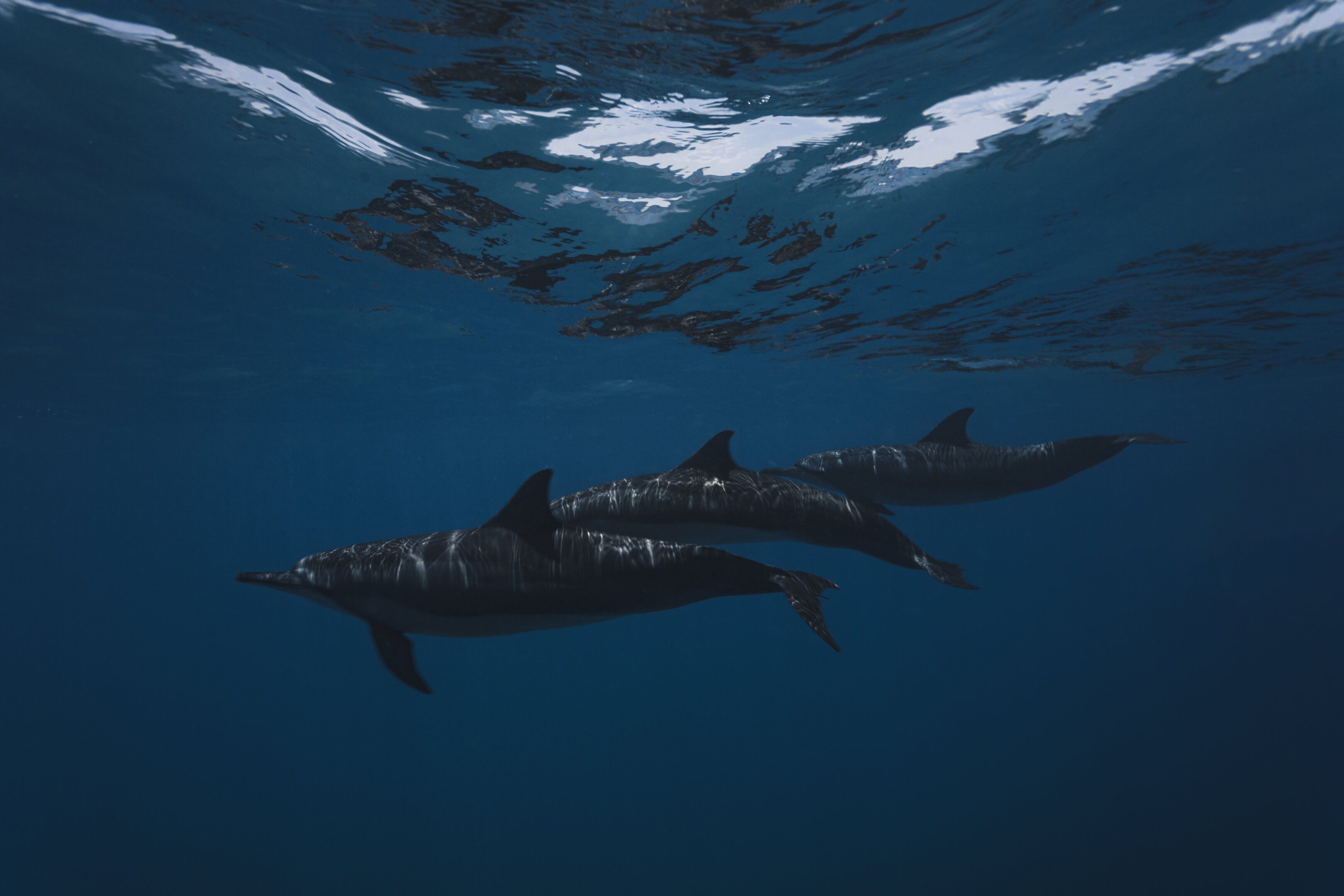Dolphin Cruise