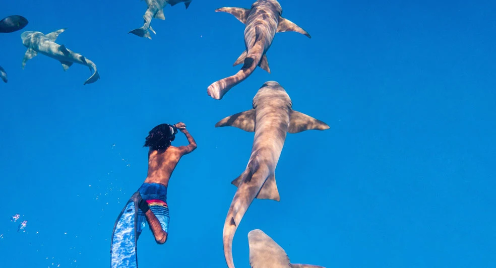 Nurse Shark Snorkelling