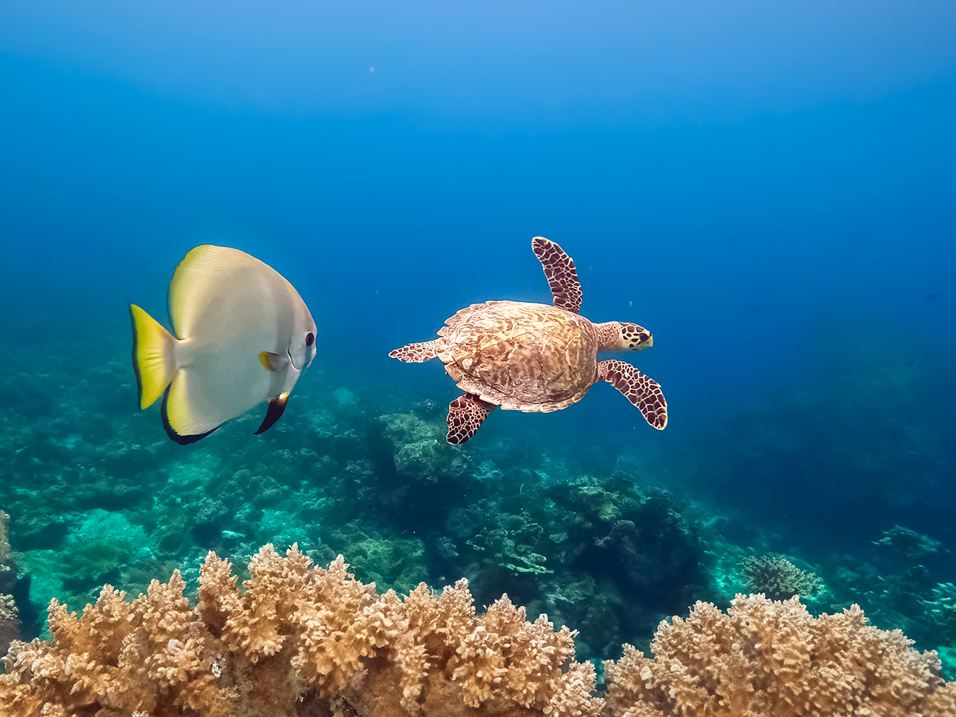 Turtle Snorkelling