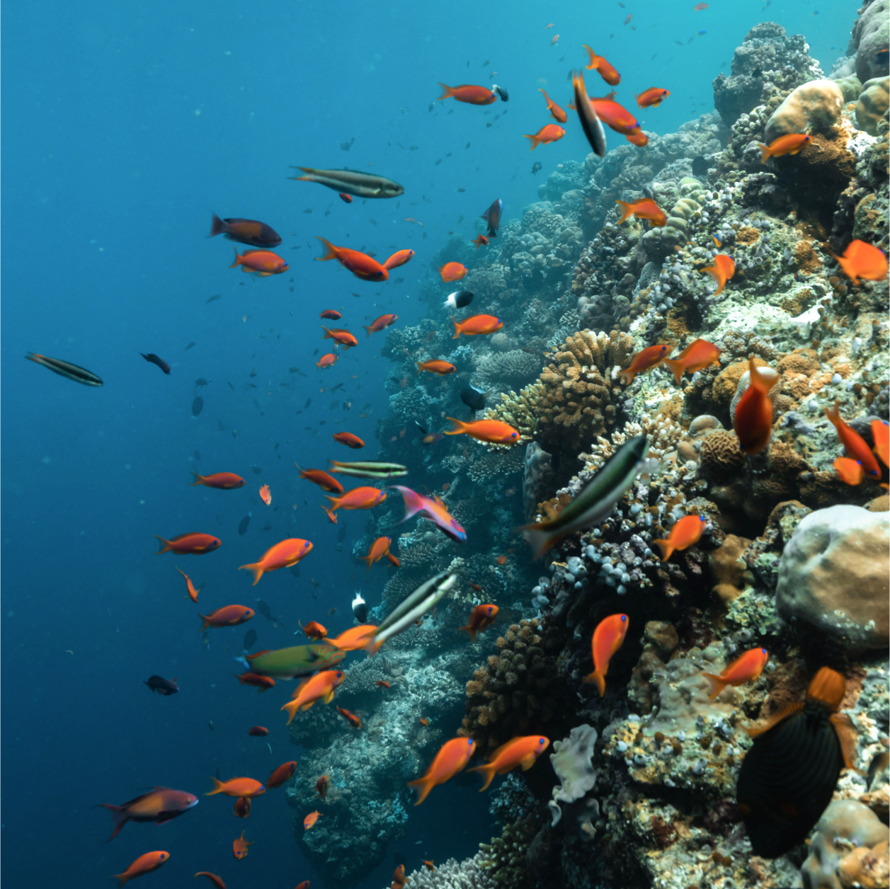 Diving