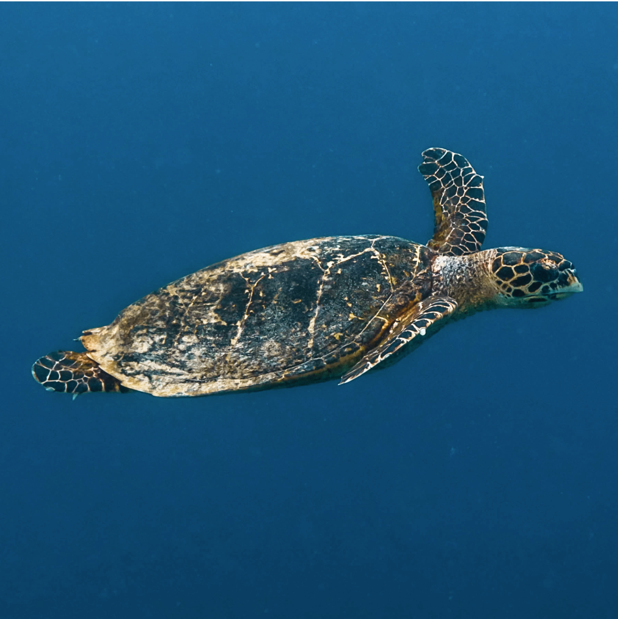 Snorkelling