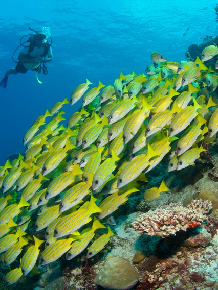Scuba Diving in the Maldives