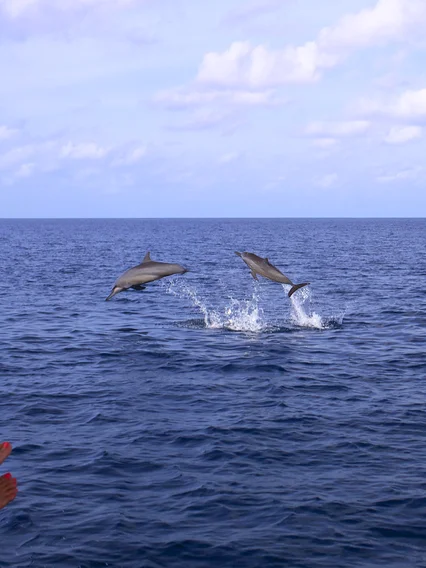 Sunset & Dolphin Cruise in the Maldives