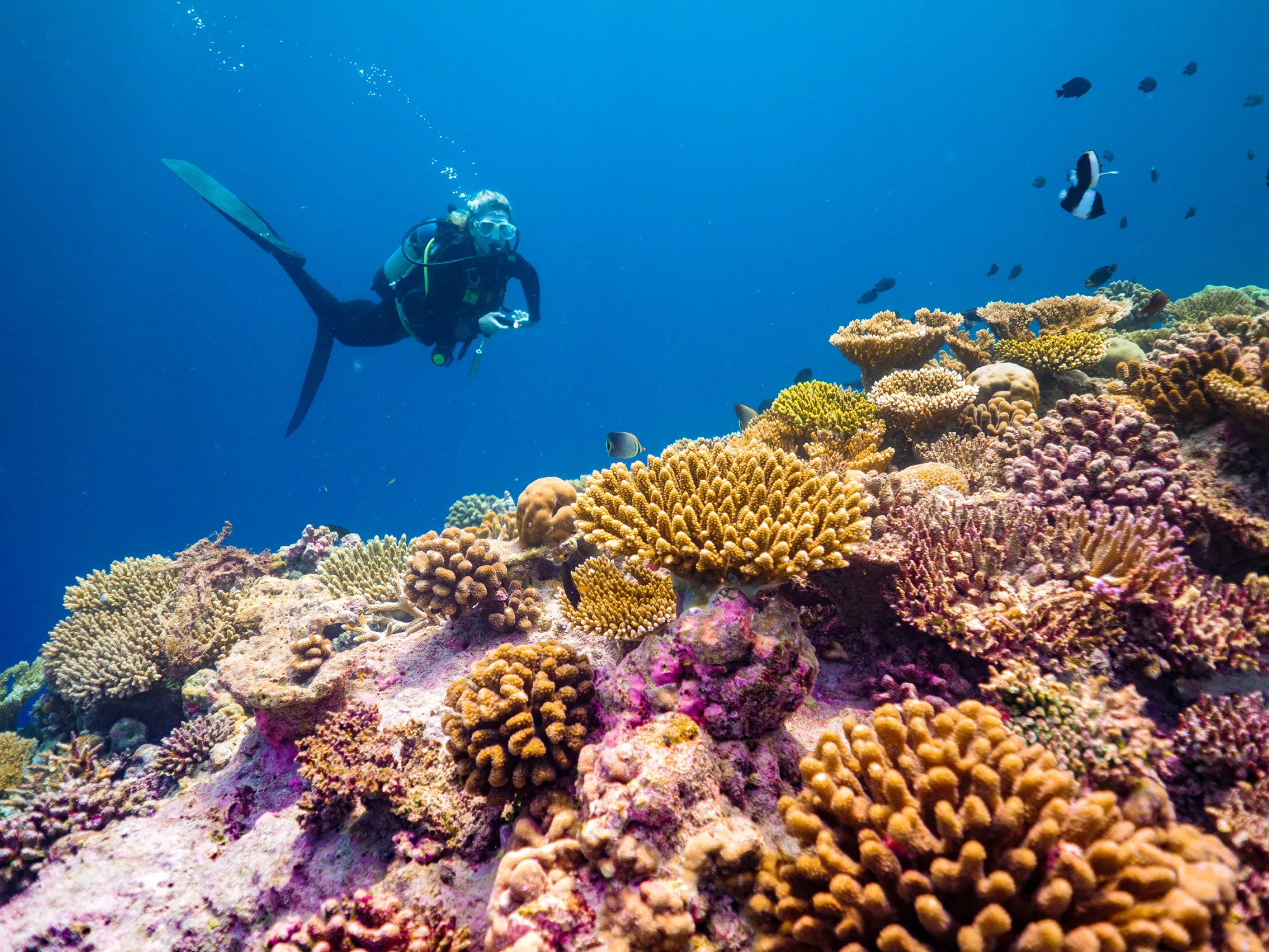 Explore the House Reef
