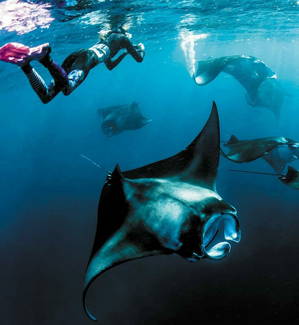 The Nautilus Maldives - Photo 14